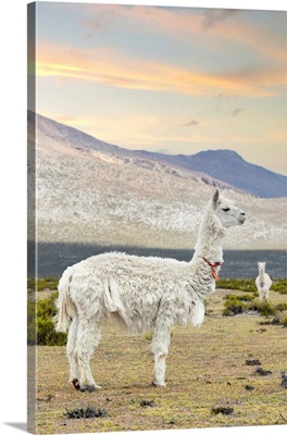 Colors Of Peru - The White Llama I