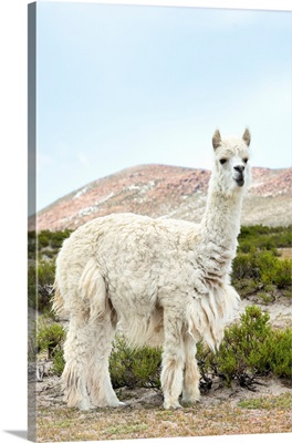 Colors Of Peru - The White Llama II