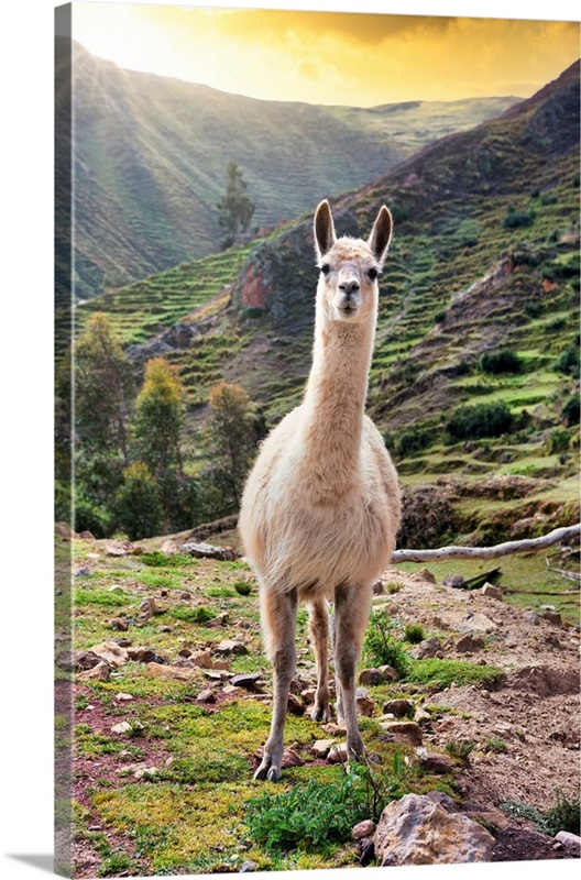 Colors Of Peru - Wild Llama Wall Art, Canvas Prints, Framed Prints, Wall Peels | Great Big Canvas