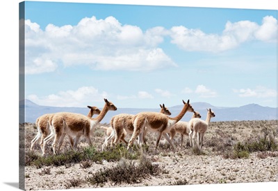 Colors Of Peru - Wild Llamas