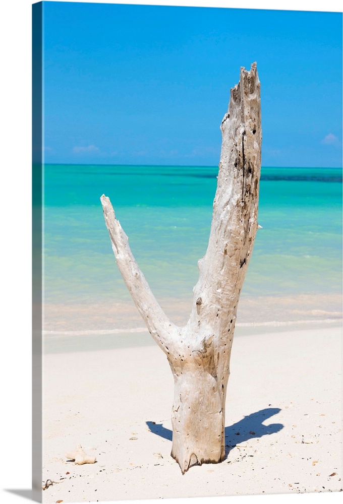 Photograph of a large piece of driftwood on the shore of a beach in Cuba with crystal blue waters in the background.