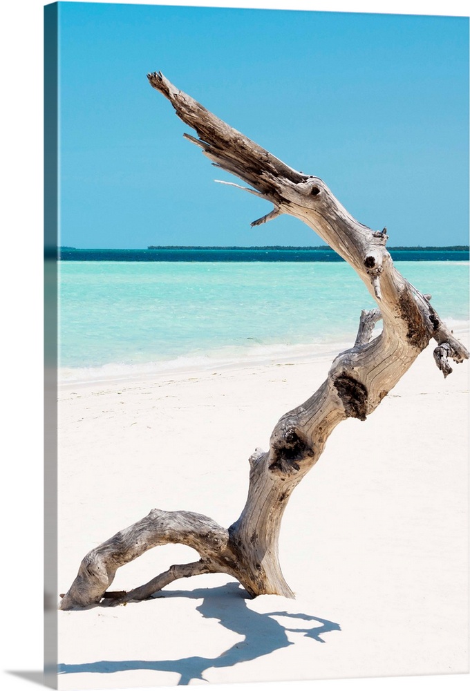 Vertical photograph of a large piece of driftwood sticking up out of white sands with a clear ocean in the background.