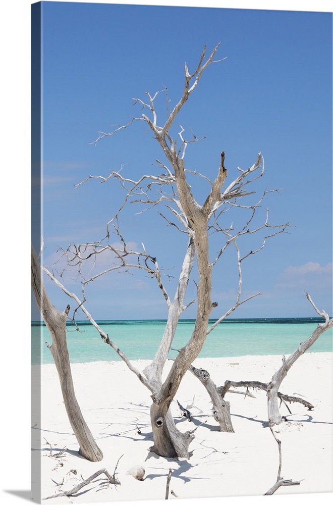 Vertical photograph of driftwood in white sand on a beach in Cuba.