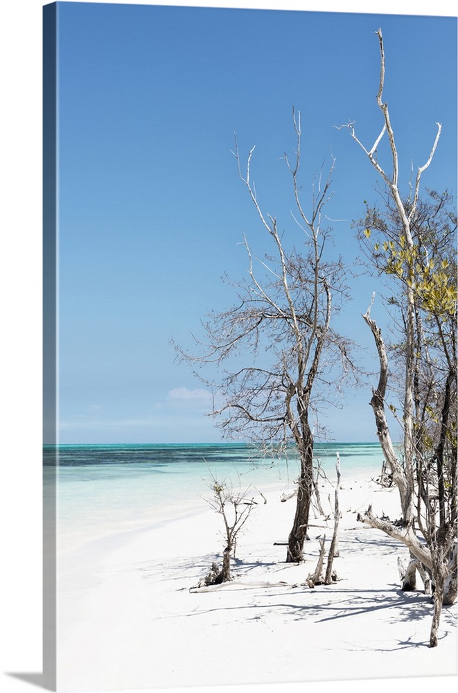 Photograph of bare beach vegetation in white sand on a beach in Cuba.