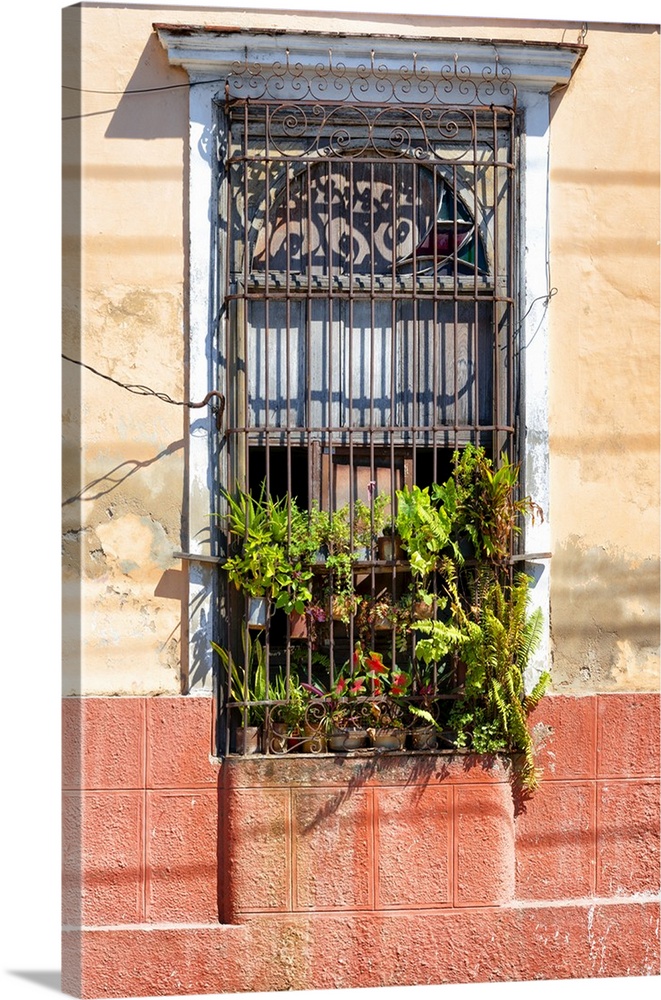 Photograph of a window with plants coming through the metal rods on a colorful facade in Havana.