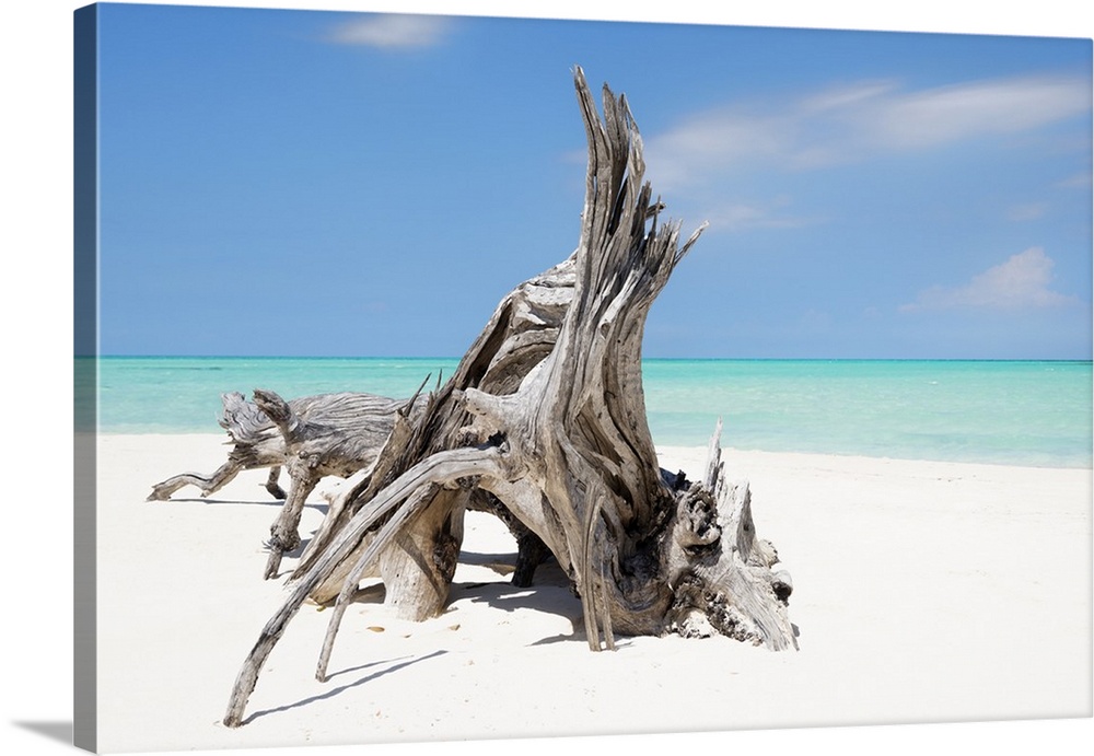 Photograph of a large piece of driftwood on the shore of a crystal blue beach.