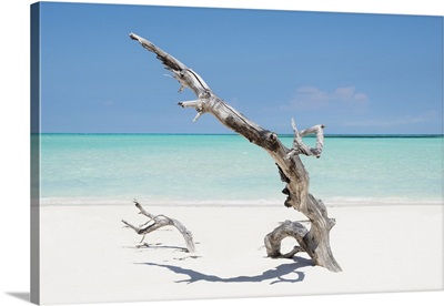 Cuba Fuerte Collection - Solitary Tree on the Beach