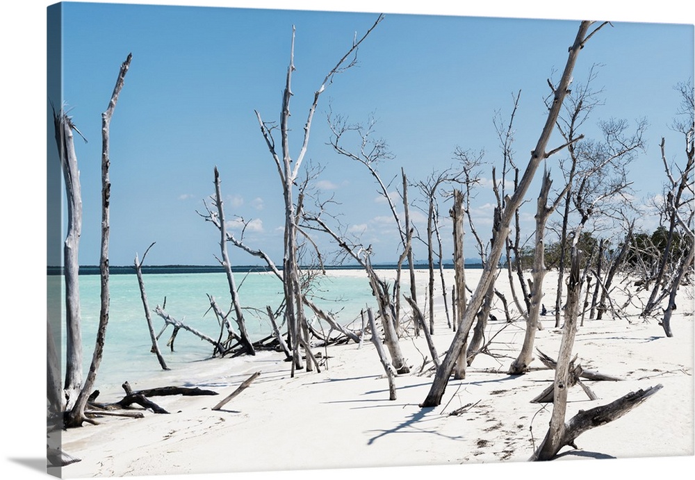 Photograph of a Cuban shore with crystal blue waters in the background and thin wooden branches in the foreground.
