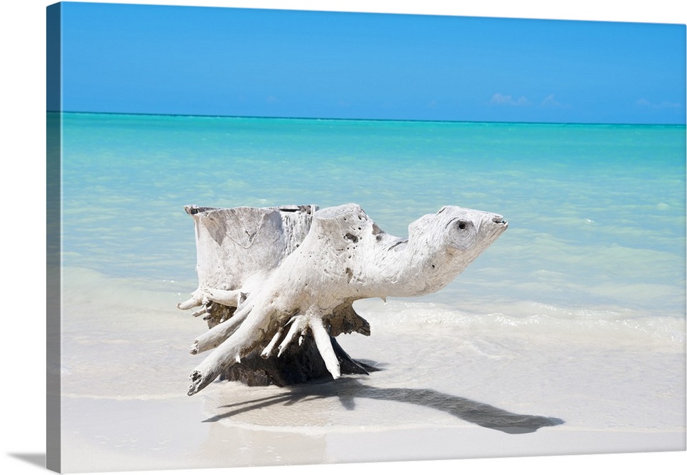 Photograph of a piece of driftwood on the shore of a Cuban beach.