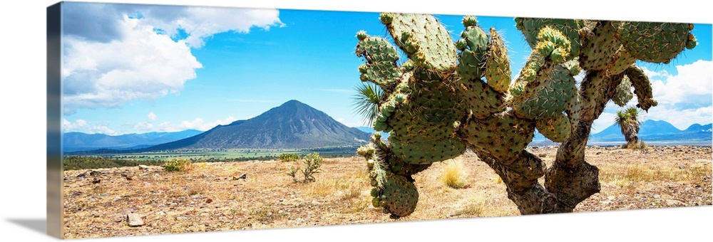 Panoramic landscape photograph of a desert with mountains in the background and a big cactus in the foreground. From the V...