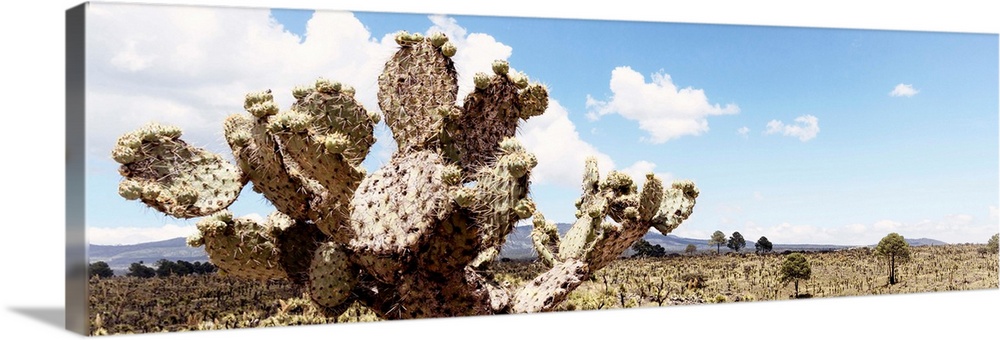 Panoramic landscape photograph of a desert with mountains in the background and a big cactus in the foreground. From the V...