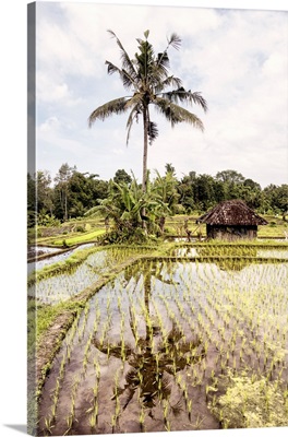 Dreamy Bali - The Rice Fields II