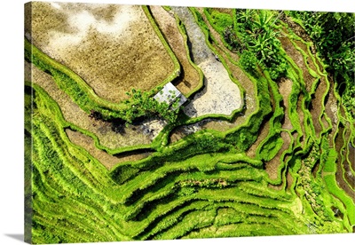 Dreamy Bali - The Rice Terraces