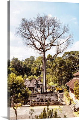 Dreamy Bali - The Sacred Tree