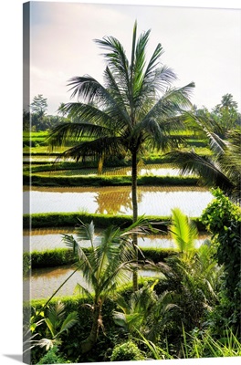 Dreamy Bali - Ubud Rice Fields