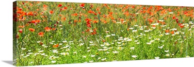 France Provence Panoramic Collection - Spring Flowers
