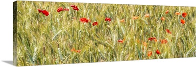 France Provence Panoramic Collection - Wheat Field