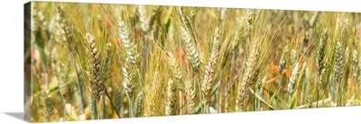 France Provence Panoramic Collection - Wheat Field II