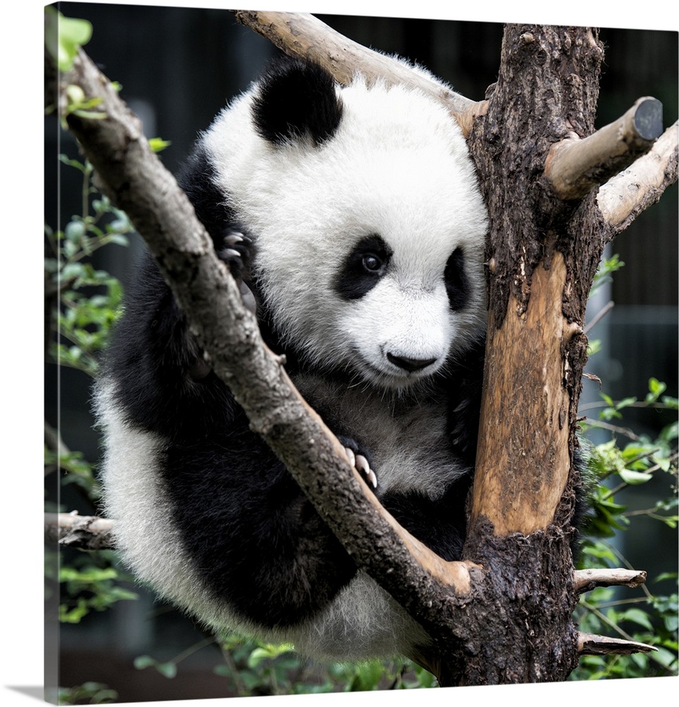Giant Panda Baby, China 10MKm2 Collection.