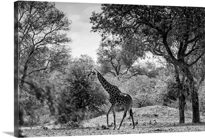 Giraffe in the Savanna