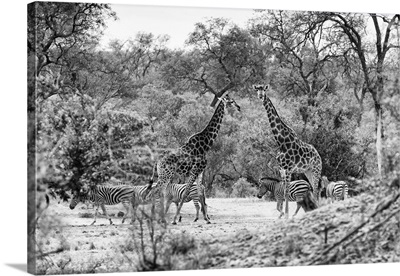 Giraffes and Zebras in the Savanna