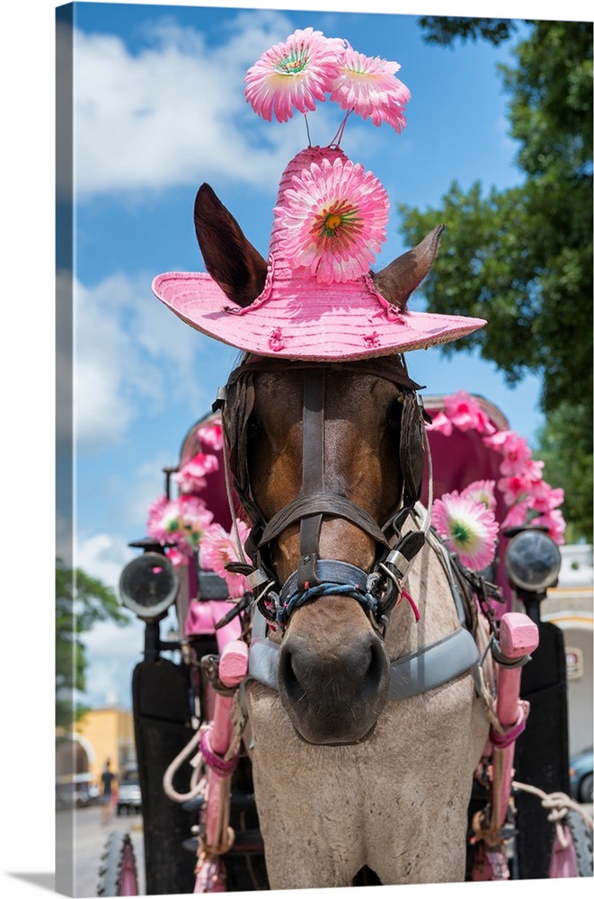 Close-up photograph of a horse on the streets of Izamal, Mexico, wearing a bright pink straw hat and pulling a carriage de...