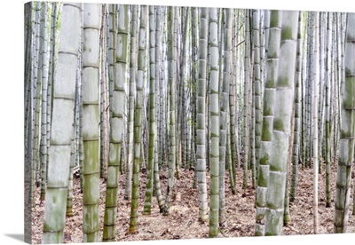 Japan Rising Sun Collection - Beautiful Bamboo Forest