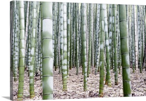 Japan Rising Sun Collection - Beautiful Bamboo Forest III image thumbnail