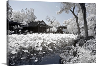 Lotus Lake, Another Look Series