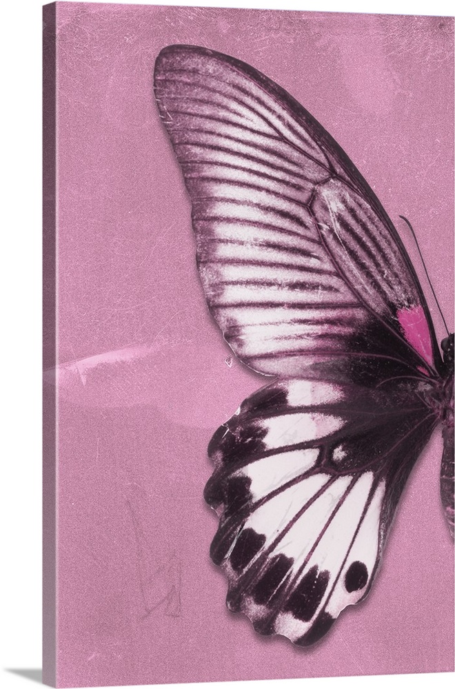 Half of a butterfly on a pink sparkly background.
