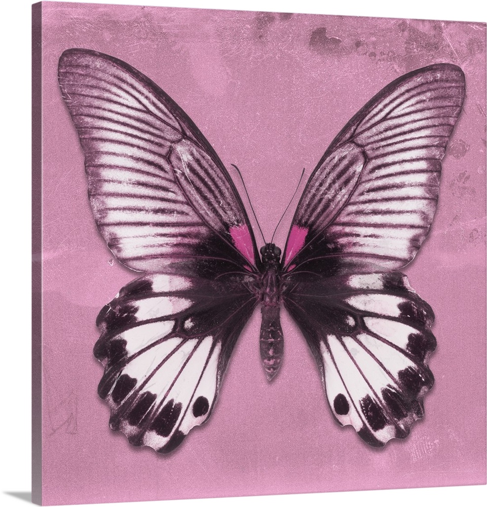 Square photograph of a butterfly on a pink sparkly background.