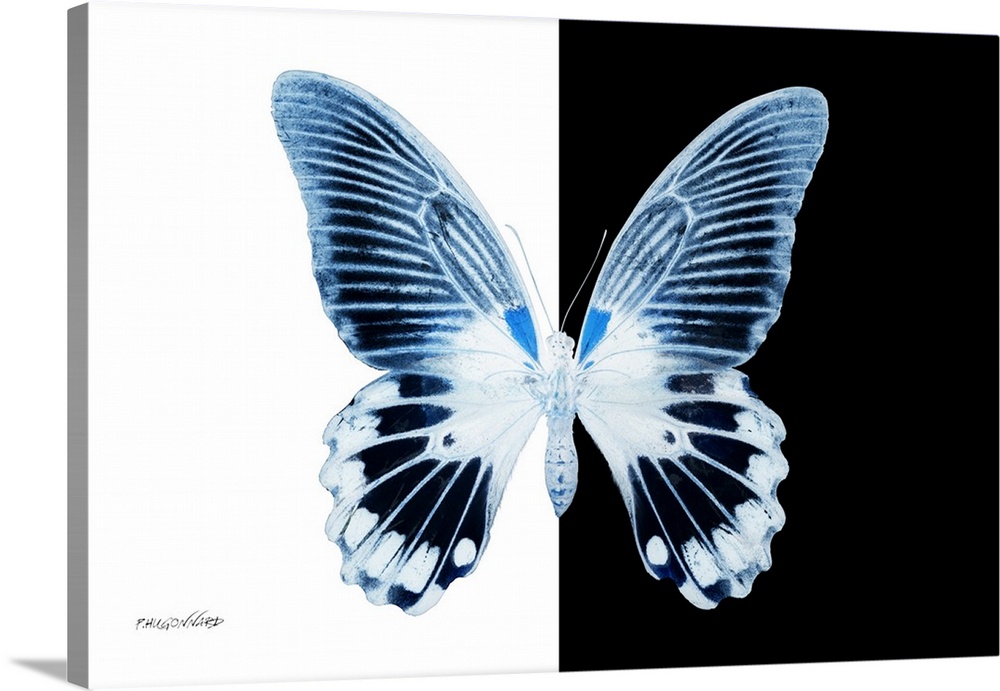 Miss Butterfly Agenor - X-Ray B