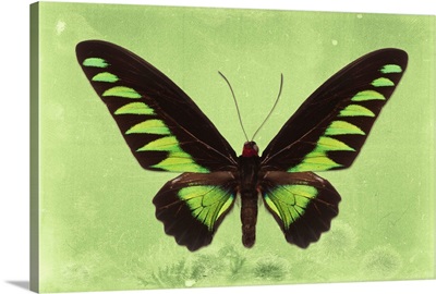 Miss Butterfly Brookiana - Lime Green