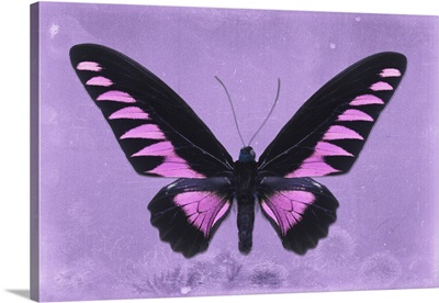 Miss Butterfly Brookiana - Mauve