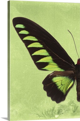 Miss Butterfly Brookiana Profil - Lime Green