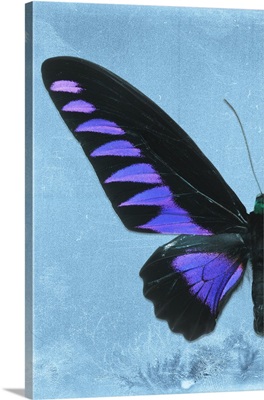 Miss Butterfly Brookiana Profil - Skyblue