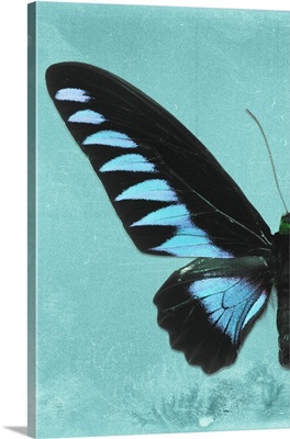 Miss Butterfly Brookiana Profil - Turquoise