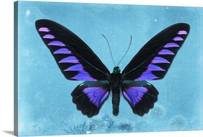 Miss Butterfly Brookiana - Skyblue