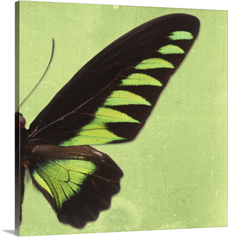 Square photograph with half of a butterfly on a green sparkly background.