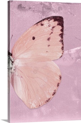 Miss Butterfly Catopsilia Profil - Pale Violet