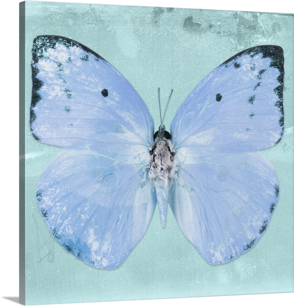 Square photograph of a butterfly on a blue sparkly background.