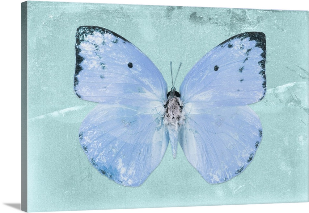 Photograph of a butterfly on a blue sparkly background.