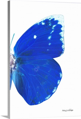 Miss Butterfly Catopsilia - X-Ray Right White Edition