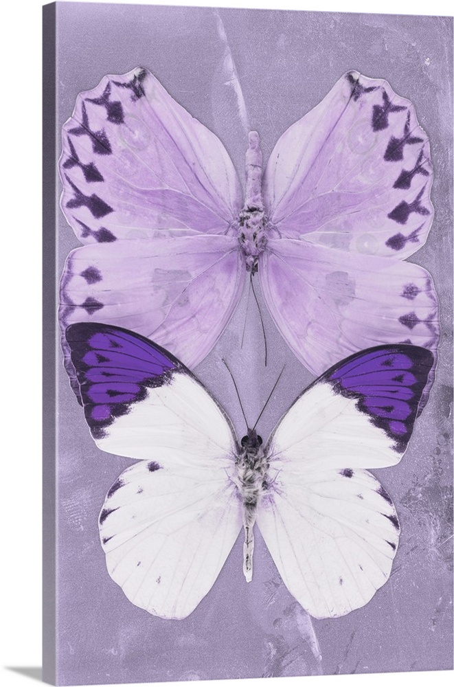 Two butterflies overlaid on a purple sparkly background.