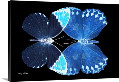 Miss Butterfly Duo Formoia - X-Ray Black Edition