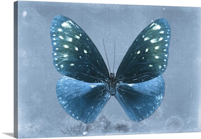 Miss Butterfly Euploea - Blue