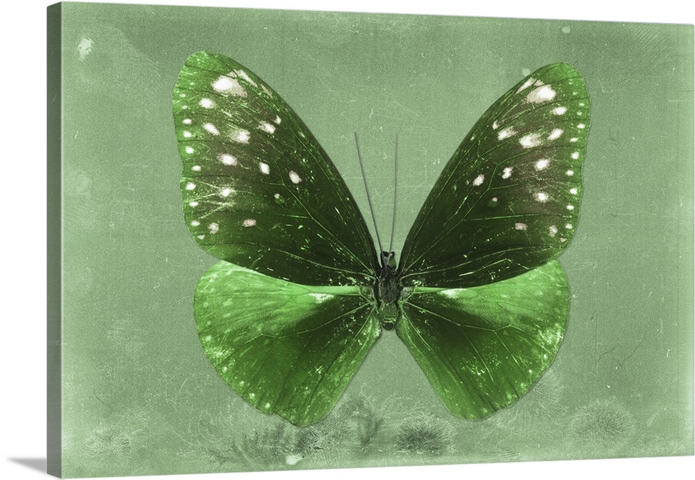 Photograph of a butterfly on a green sparkly background.