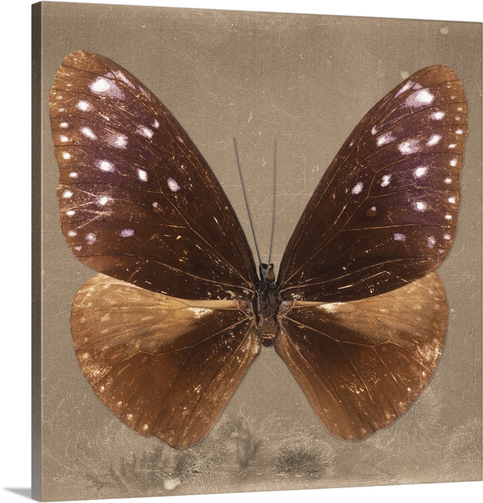 Square photograph of a butterfly on a brown sparkly background.