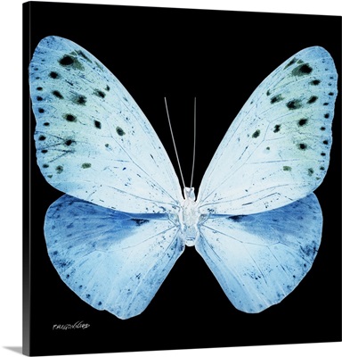 Miss Butterfly Euploea Sq - X-Ray Black Edition