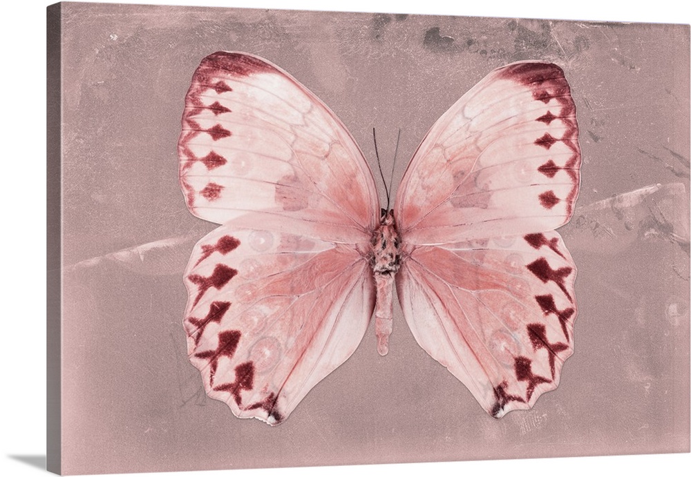 Photograph of a butterfly on a pink sparkly background.